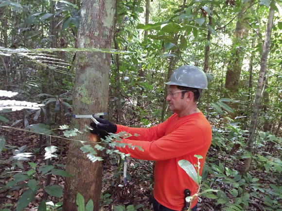 Inventário Florestal.jpg